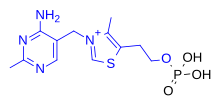 Thiamine monophosphate (ThMP) Thiamine monophosphate coloured.svg