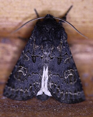 <i>Tholera cespitis</i> Species of moth