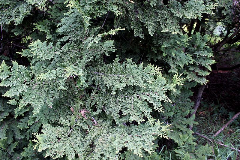 File:Thuja occidentalis 'Spiralis' 01.JPG