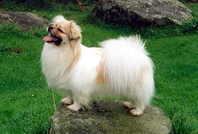 Tibetan spaniel