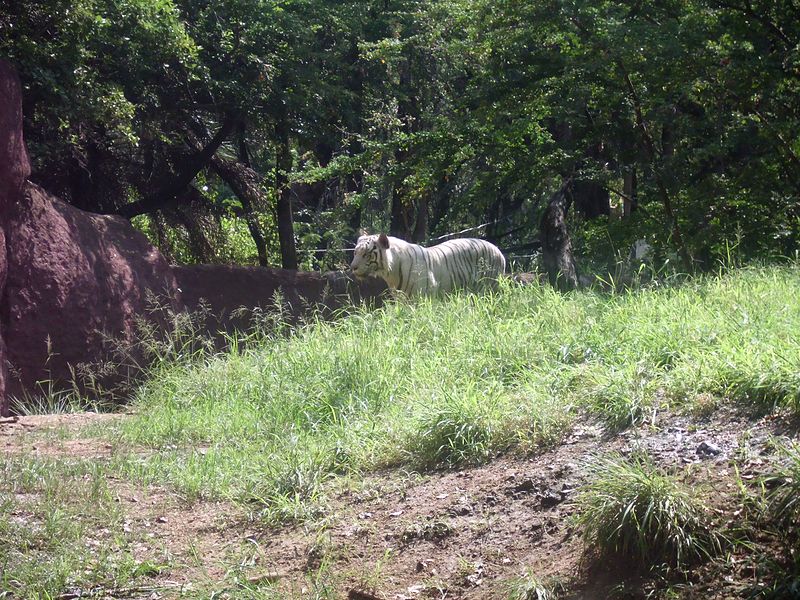 File:Tiger walking in forest.jpg