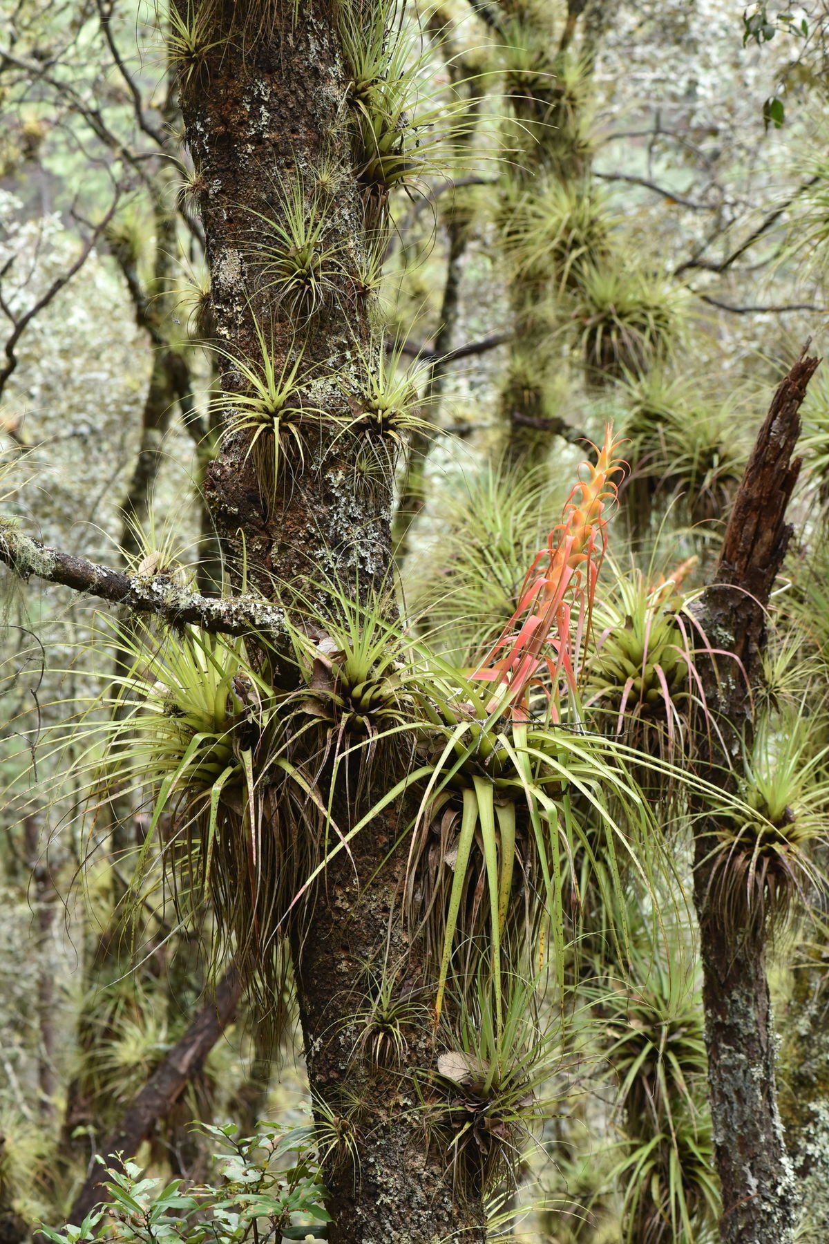 Tillandsia - Wikipedia