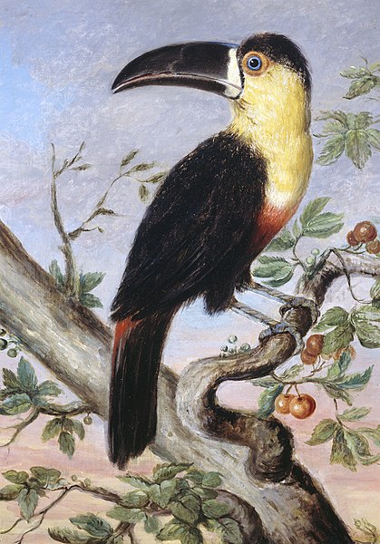 File:Toucan by Nicholas Aylward Vigors 1831.jpg