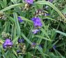 Eendagsbloem (Tradescantia virginiana)