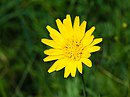 Tragopogon pratensis