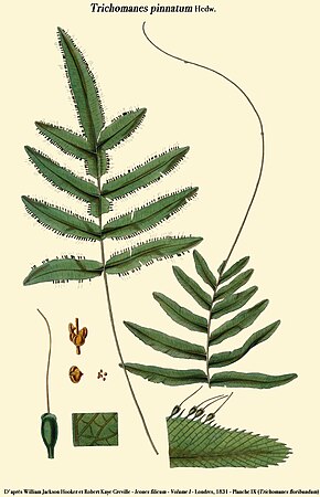 Beschrijving van de afbeelding Trichomanes pinnatum.jpg.