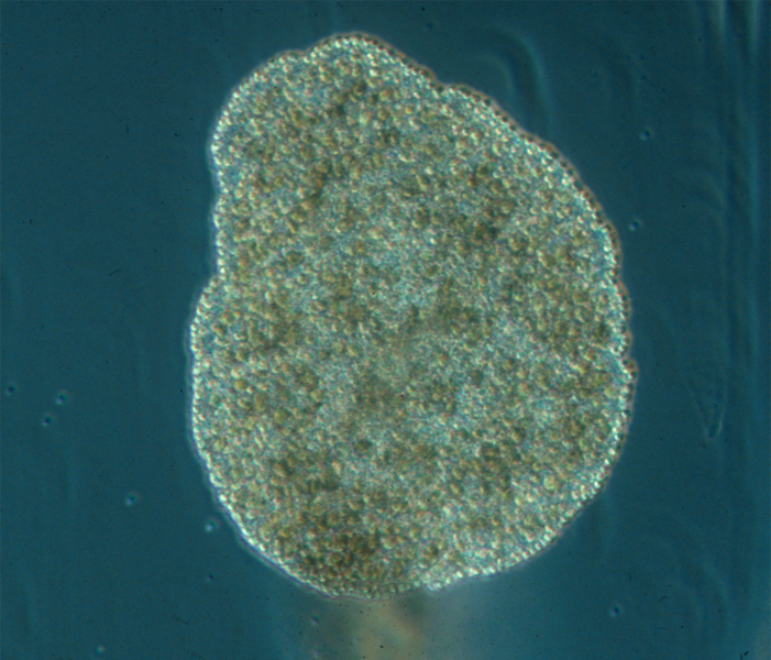 File:Trichoplax adhaerens photograph.png