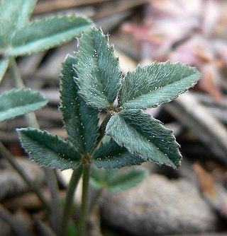 <i>Trifolium gymnocarpon</i> Species of legume