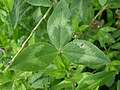 Trifolium pratense 0.3 R.jpg