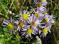 * Nomination Tripolium pannonicum, inflorescences. --Le.Loup.Gris 23:52, 24 January 2012 (UTC) * Promotion QI for me--Holleday 20:36, 26 January 2012 (UTC)