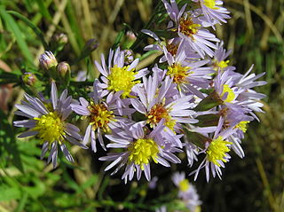 <i>Tripolium</i> Genus of flowering plants