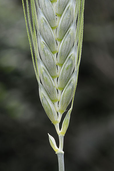 File:Triticum dicoccum ear, bruinkafemmertarwe aar (9)bewerkt.jpg