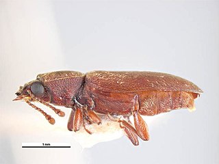 <i>Trogoxylon parallelipipedum</i> Species of beetle