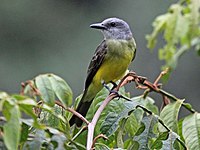 Kingbird, Tropical Tyrannus melancholicus