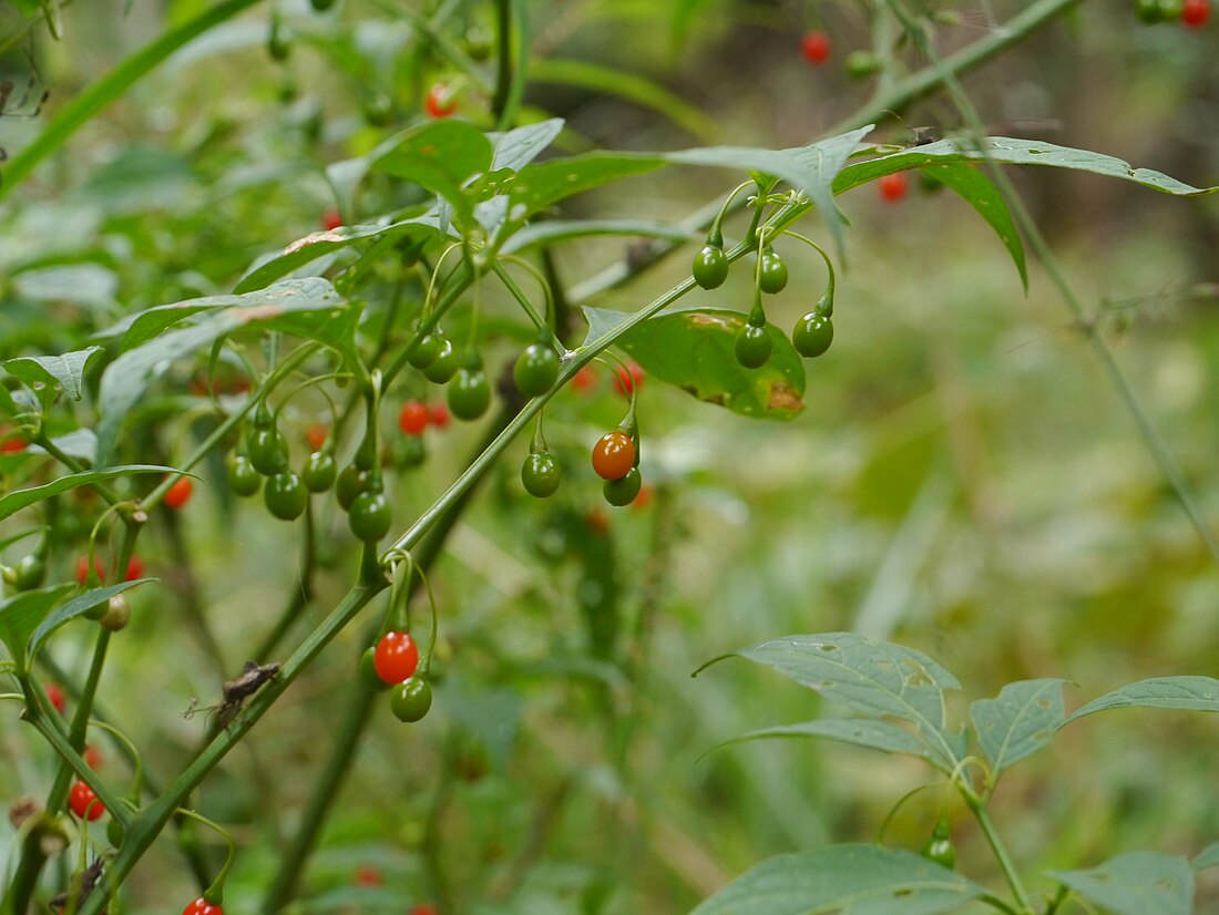 Tubocapsicum