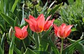 * Nomination Cultivated red tulips -- George Chernilevsky 17:10, 10 April 2016 (UTC) * Promotion Good quality. --SAplants 19:36, 12 April 2016 (UTC)