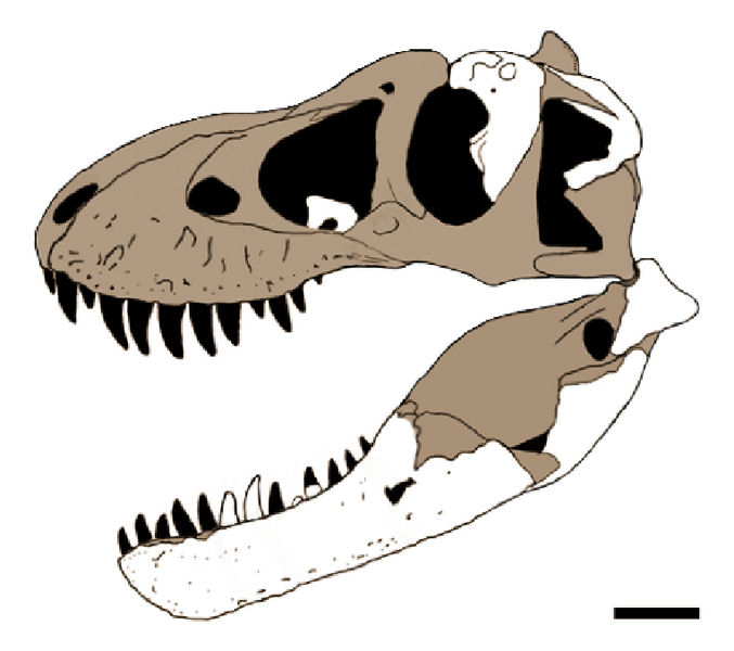 File:Tyrannosaurus mcraeensis (skull reconstruction)-clean.png