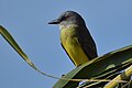 * Nomination Tropical kingbird (Tyrannus melancholicus) in Nayarit, Mexico. --The Cosmonaut 02:51, 14 April 2024 (UTC) * Promotion  Support Good quality. --Johann Jaritz 03:34, 14 April 2024 (UTC)