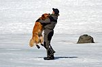 En hundförare iklädd overall i sitt arbete med sin hund vintertid. Hunden har skydd mot kylan på sina tassar.
