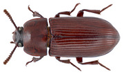 Uloma rufa (Piller & Mitterbacher, 1783) (9592098314).png