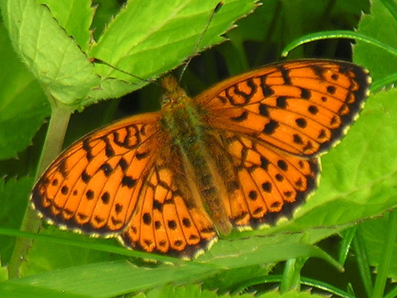 File:Und.sp.2006-06-24.JPG