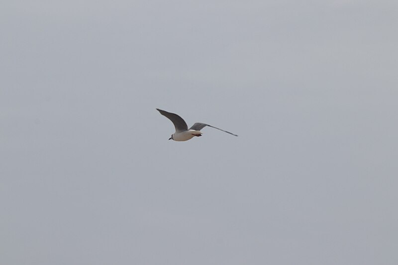 File:Une mouette à tête grise au Parc National du Delta du Saloum au Sénégal 12.jpg