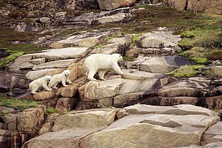 Polar bear in Ukkusiksalik National Park