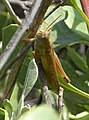 Giant Grasshopper (Valanga irregularis) Myall Lakes National Park