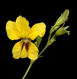 <i>Velleia macrophylla</i> Species of flowering plant