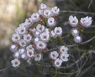 <i>Verticordia habrantha</i> Species of flowering plant