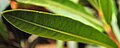 * Nomination leaf of a plant. --ViGA 06:03, 29 June 2017 (UTC) * Decline Insufficient quality. Sorry. Unscharfe. Filename should be improved. What kind of plant? Please check your categorization and description more careful. And please a better resolution. And - very sorry - the EXIF data isn't funny. Please with more serious. --XRay 06:11, 29 June 2017 (UTC)