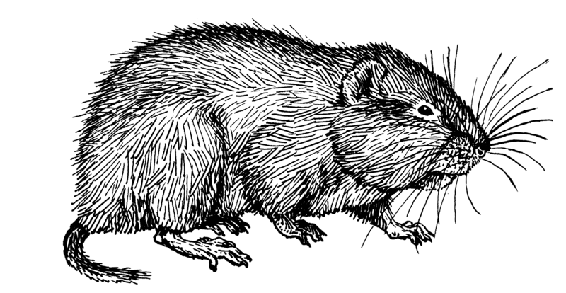 File:Vole (PSF).png