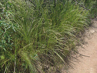 <i>Vulpia myuros</i> Species of grass in the family Poaceae