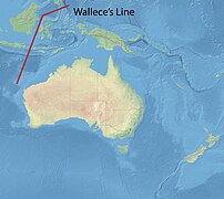 Wallece's Line.jpg