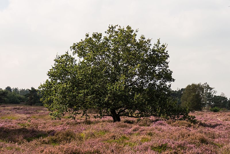 File:Wandeltocht door bloeiende heidevelden en zandverstuivingen van de Schaopedobbe (Schapenpoel) 09.jpg