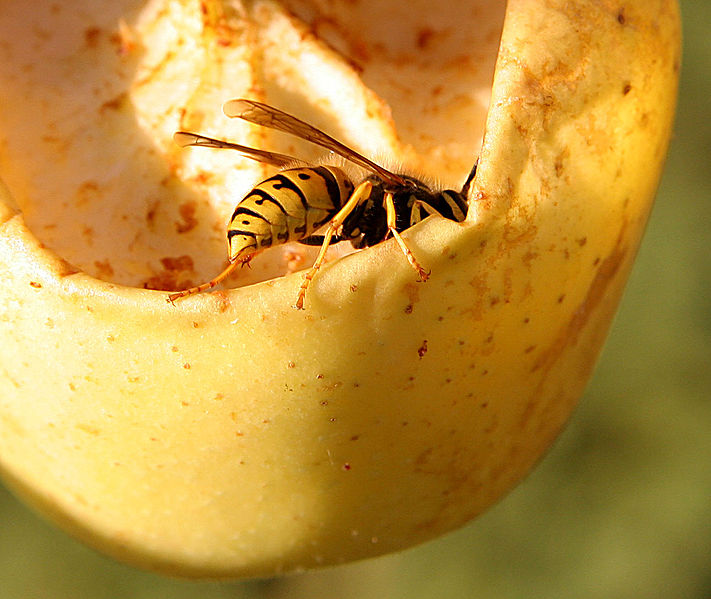 File:Wasp eating apple.jpg