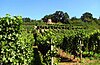 Vineyard of Weinböhla (near Radebeul)