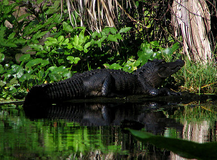 Alligator near the springs