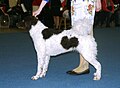 Frisian Waterdog, brown & white