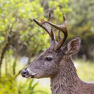 White-tailed deer (Odocoileus virginianus goudotii) male