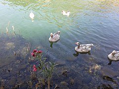 240px-Wild_ducks_in_Dalyan.jpg