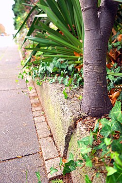 wild linden seedling destroys massive concrete wall