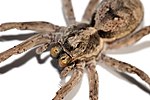 Thumbnail for File:Wolf spider single frame.jpg