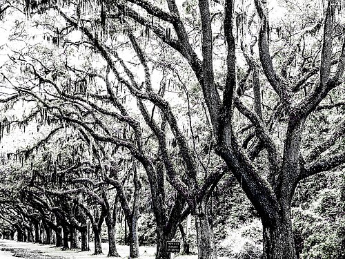 Avenue of Oaks at Wormsloe Plantation outside Savannah, Georgia