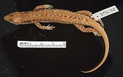 Wright's Sphenomorphus (Insulasaurus wrighti) with a small ruler for scale