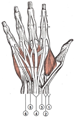 compartimentos extensores do punho (numerado) PNG