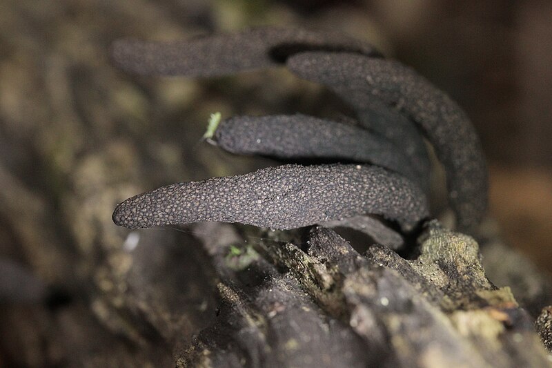 File:Xylaria longipes (30649883741).jpg