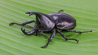 Xylotrupes socrates (Siamese rhinoceros beetle)