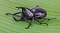 Xylotrupes socrates (Siamese rhinoceros beetle).jpg