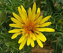 flowerhead of S. hispanicus with mites and beetles Yellow flower with critters.jpg